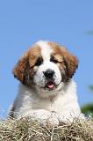 SAINT BERNARD 014